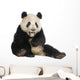 Giant Panda (18 months) - Ailuropoda melanoleuca Wall Decal