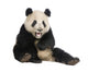 Giant Panda (18 months) - Ailuropoda melanoleuca Wall Decal