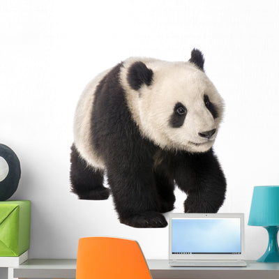 Baby Giant Panda Wall Decal shown on a wall