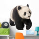 Giant Panda 18 Months - Ailuropoda Melanoleuca Wall Decal