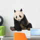 Giant Panda (18 months) - Ailuropoda melanoleuca Wall Decal