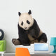 Giant Panda (18 months) - Ailuropoda melanoleuca Wall Decal