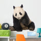 Giant Panda (18 months) - Ailuropoda melanoleuca Wall Decal
