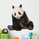 Giant Panda (18 months) - Ailuropoda melanoleuca Wall Decal