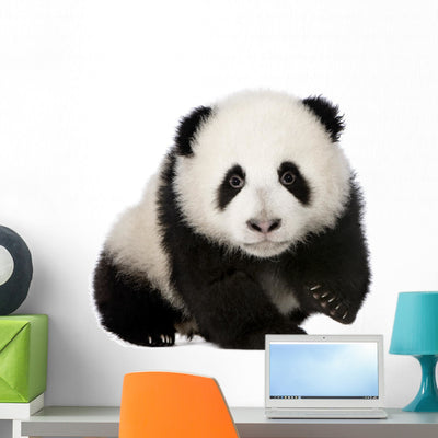 Baby Giant Panda Wall Decal shown on a wall