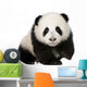 Baby Giant Panda Wall Decal