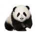 Baby Giant Panda Wall Decal
