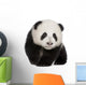 Giant Panda (4 months) - Ailuropoda melanoleuca Wall Decal