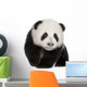 Giant Panda (4 months) - Ailuropoda melanoleuca Wall Decal