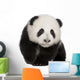 Giant Panda (4 months) - Ailuropoda melanoleuca Wall Decal