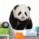 Giant Panda (4 months) - Ailuropoda melanoleuca Wall Decal