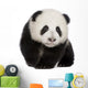 Giant Panda (4 months) - Ailuropoda melanoleuca Wall Decal