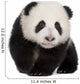 Giant Panda (4 months) - Ailuropoda melanoleuca Wall Decal