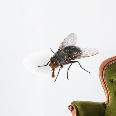 Common House Fly Macro Wall Decal shown on a wall