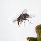 Common House Fly Macro Wall Decal