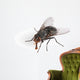 Common House Fly Macro Wall Decal
