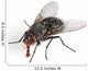 Common House Fly Macro Wall Decal