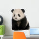 Baby Giant Panda Wall Decal