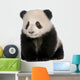 Baby Giant Panda Wall Decal
