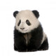 Baby Giant Panda Wall Decal