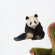 Giant Panda (18 months) - Ailuropoda melanoleuca Wall Decal
