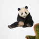 Giant Panda (18 months) - Ailuropoda melanoleuca Wall Decal