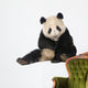 Giant Panda (18 months) - Ailuropoda melanoleuca Wall Decal