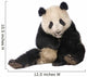 Giant Panda (18 months) - Ailuropoda melanoleuca Wall Decal