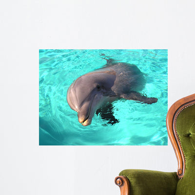 Dolphin Wall Mural shown on a wall