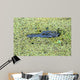 Portrait of Alligator floating in a swamp Wall Mural