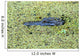Portrait of Alligator floating in a swamp Wall Mural