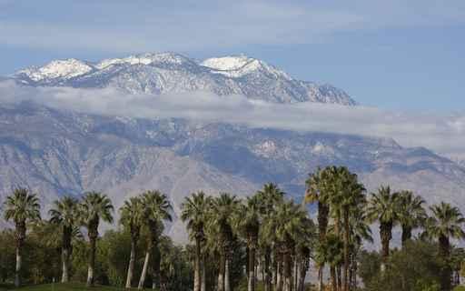 Palm Trees and Mountains Wall Decal