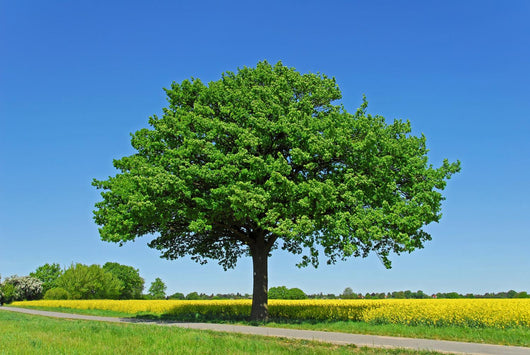 Tree, Oak Wall Mural