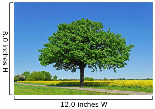 Tree, Oak Wall Mural