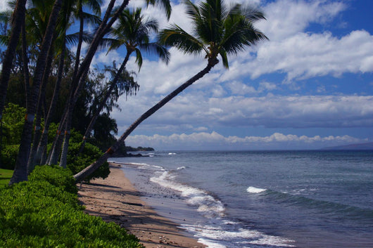 lahaina maui Wall Mural