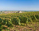 Burgundian Vineyards near Meursault Wall Decal