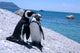 Love-Birds Two Penguins at Boulders Beach Wall Mural