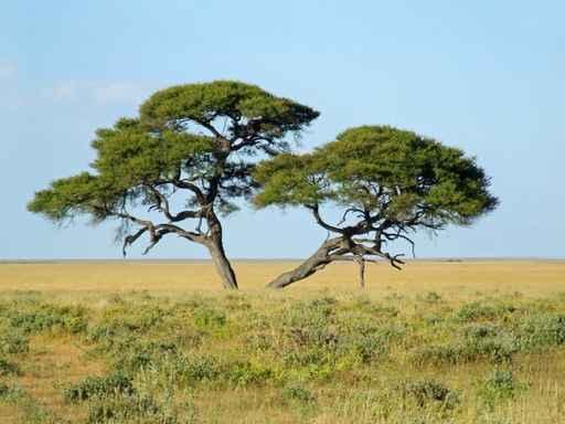 African Landscape Wall Decal