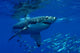 Great White Shark Wall Mural