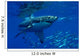 Great White Shark Wall Mural