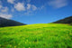 Spring Wall Decal Design 3