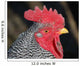 Rooster Wall Mural