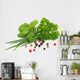 Herbs Wall Decal