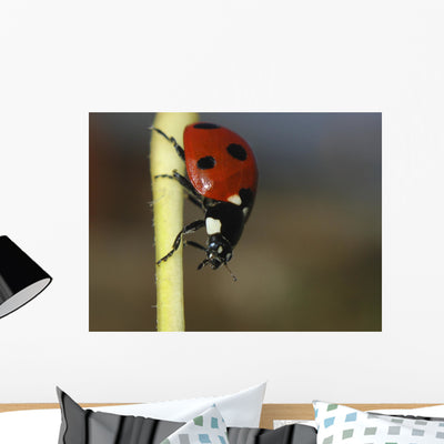 Ladybug Wall Mural shown on a wall
