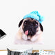 Funny pug dog  wearing  a blue winter hat Wall Decal