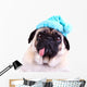 Funny pug dog  wearing  a blue winter hat Wall Decal