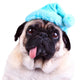 Funny pug dog  wearing  a blue winter hat Wall Decal
