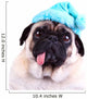 Funny pug dog  wearing  a blue winter hat Wall Decal