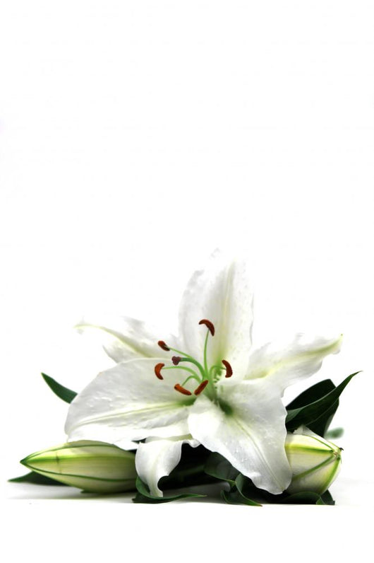 Lilly Tall Wall Decal