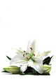 Lilly Tall Wall Decal